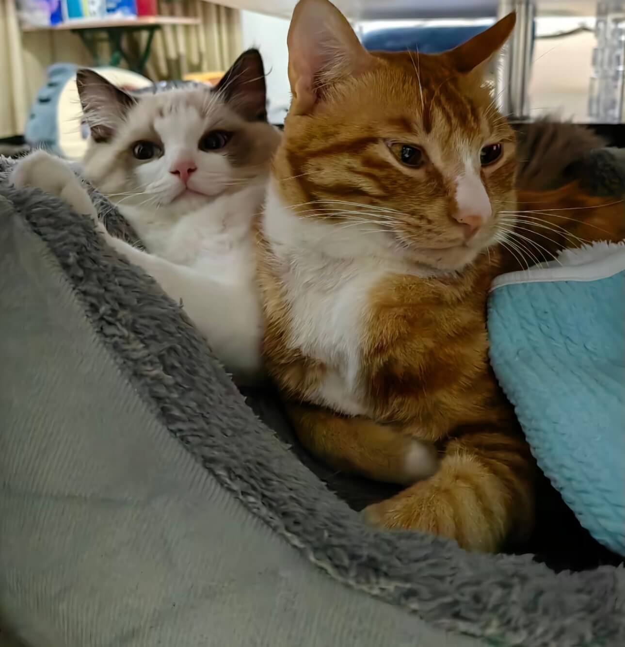 The same two cats curled up together on a fleece blanket