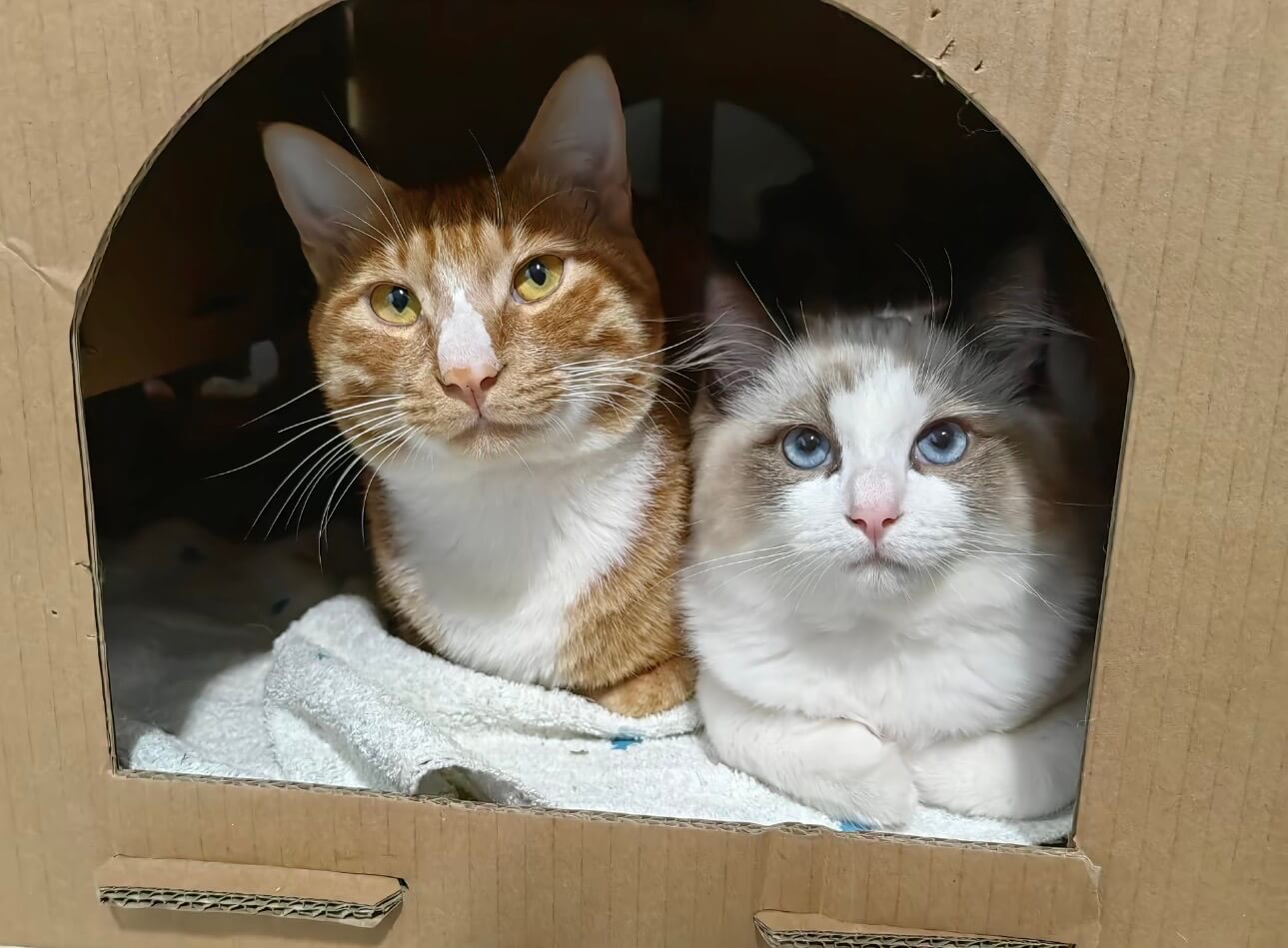 An orange tabby and a blue-eyed Ragdoll peeking out of a cardboard cat house