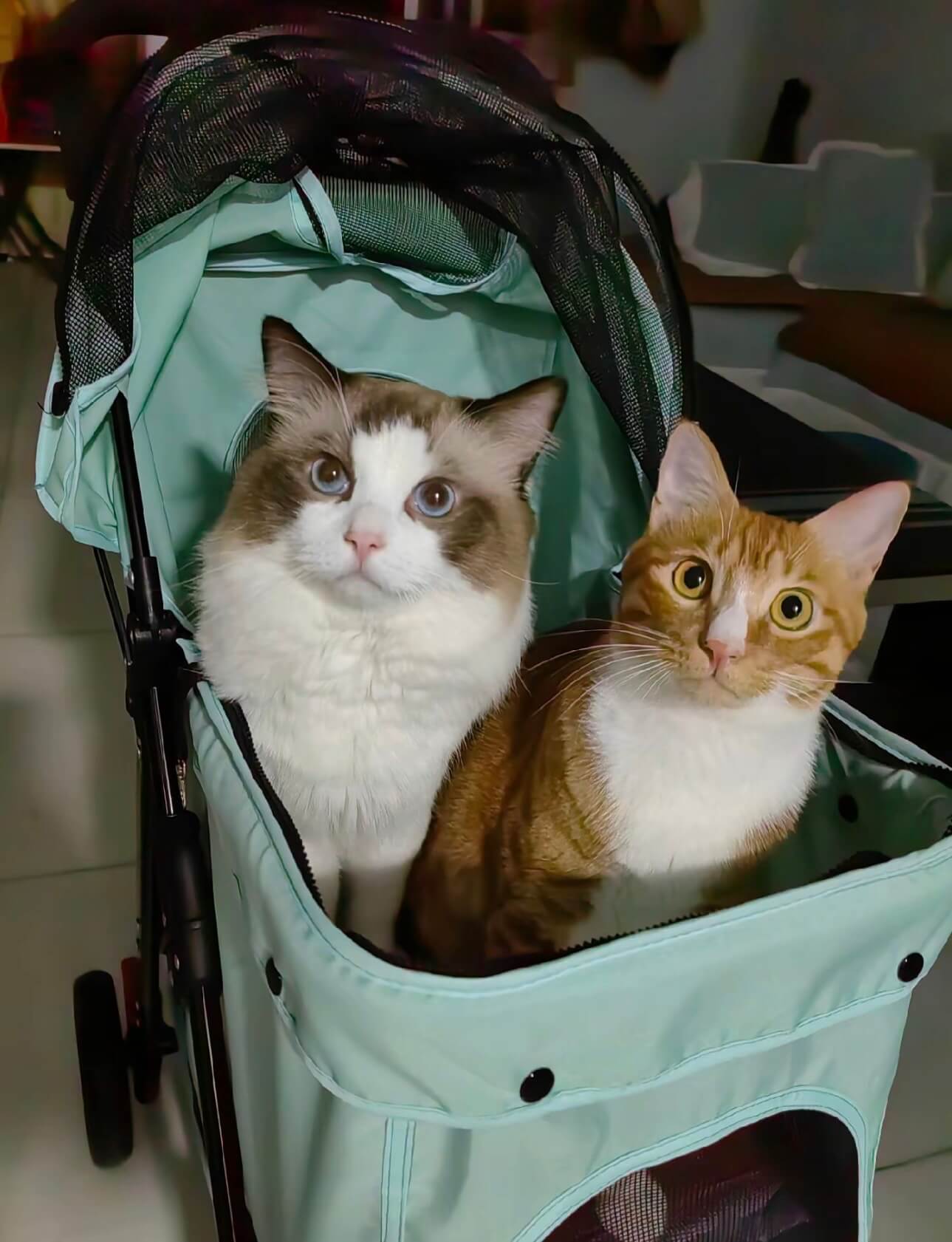 A Ragdoll and an orange tabby sitting side by side in a mint-green pet stroller, looking at the camera