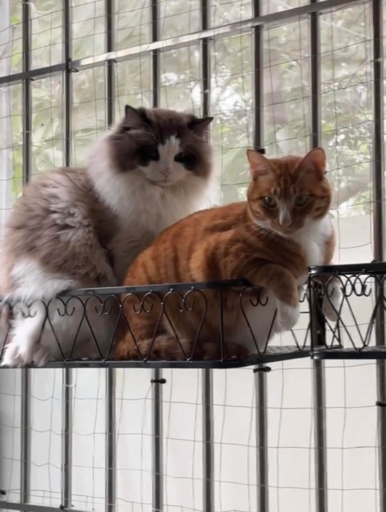 The Ragdoll and the orange tabby sharing a metal window perch in front of a screened window